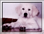 golden, Pies, szczeniak, retriever